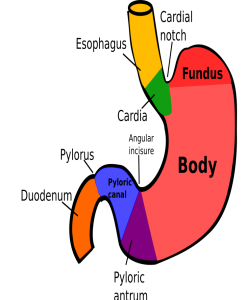 Parts of Stomach – Homeopathy For All